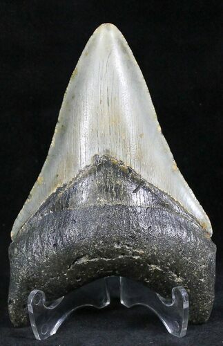 Lower Megalodon Tooth - North Carolina #28102